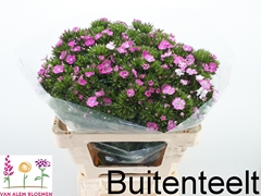 Dianthus Barb Rose Magic 60cm