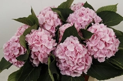 Hydrangea Verena 60cm 14-16cm Hd