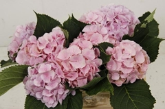 Hydrangea Verena 50cm 12-14cm Hd