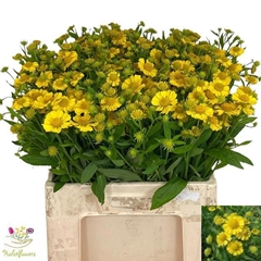 Helenium Kanaria 60cm