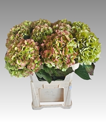 Hydrangea Verena Classic 80cm 22-24cm Hd