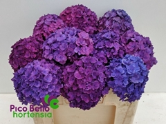 Hydrangea Royal Anastasia Blue 50cm 13-15cm Hd