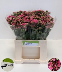 Kalanchoe Sweet Pink Meadow 40cm