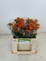 Kalanchoe Brilliant Orange Meadow 40cm
