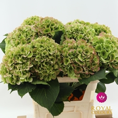 Hydrangea White Verena Classic 80cm 20-22cm Hd