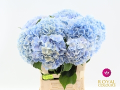 Hydrangea Verena Blue 60cm 16-18cm Hd