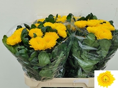 Chrysanth Single Migoli 80cm 120gr.
