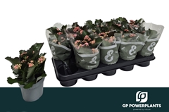 Kalanchoe Double Perfecta Pink 12Ø 21cm