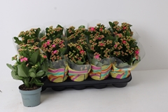 Kalanchoe Double Perfecta Purple 12Ø 27cm