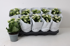 Kalanchoe Double Perfecta White 12Ø 24cm