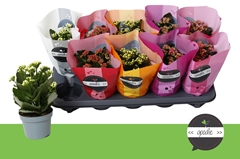 Kalanchoe Double Perfecta Mix 10Ø 24cm