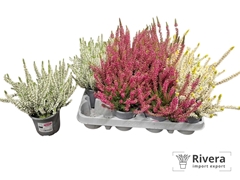 Calluna Garden Girls Mix 10Ø 20cm