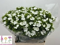 Dianthus Barb Sweet Will White 60cm