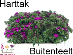 Dianthus Barb Neon Purple 50cm