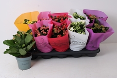 Kalanchoe Double Perfecta Mix 12Ø 24cm