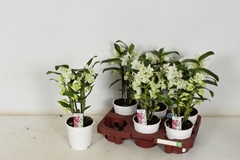 Dendrobium Nobile Cultivars 12Ø 35cm 2st