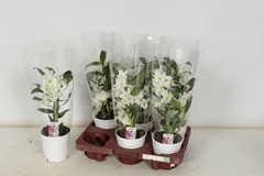 Dendrobium Nobile Cultivars 12Ø 35cm 1st