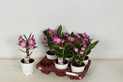 Dendrobium Nobile Cultivars 12Ø 30cm 1st