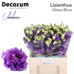 Eustoma Double Alissa Blue 60cm