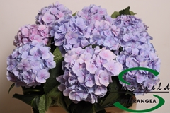 Hydrangea Verena Blue 60cm 8-10cm Hd
