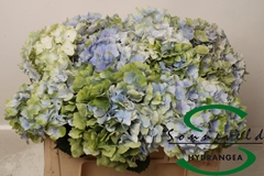 Hydrangea Verena Classic 50cm 14-16cm Hd