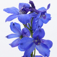 Delphinium Single Volkerfrieden 50cm