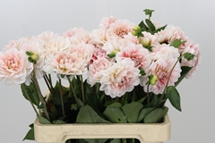Dahlia Dezign Blush White 60cm