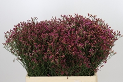 Limonium Sinense Blush Diamond 60cm 25gr.