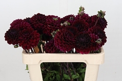 Dahlia Dark Isa 55cm