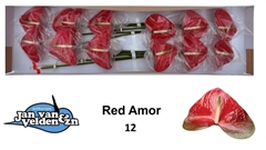 Anthurium Red Amor 13cm Hd