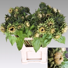 Helianthus Pro Cut White Nite 80cm