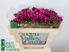 Dianthus Barb Sweet Will Magenta Bicolour 50cm