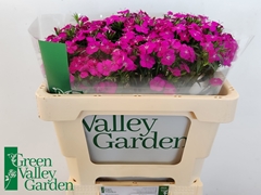 Dianthus Barb Neon Purple 50cm