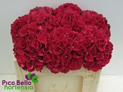 Hydrangea Rubyred 50cm 15-17cm Hd