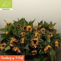 Helianthus Sunrich Orange 80cm