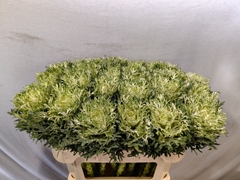 Brassica Crane Feather Snow 70cm