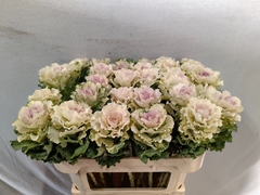 Brassica Crane Ruffle Bicolour 70cm