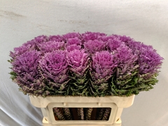 Brassica Crane Queen 70cm