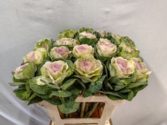 Brassica Crane Bicolour 60cm