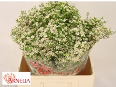 Chamelaucium Pearl Buttons 60cm 70gr.