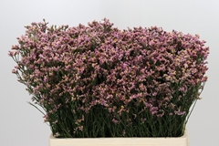 Limonium Sinense China Passion 60cm 15gr.