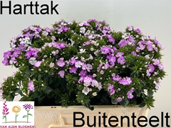 Dianthus Barb Rose Magic 50cm