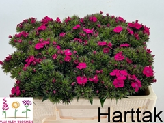 Dianthus Barb Neon Cher 45cm