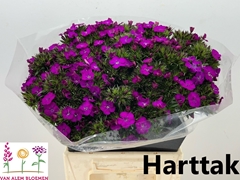 Dianthus Barb Neon Purple 40cm