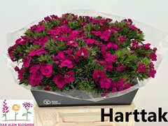Dianthus Barb Neon Cher 40cm