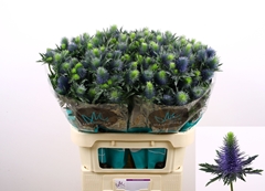 Eryngium Supernova Questar 80cm