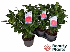Camellia Japonica Dr King 19Ø 55cm