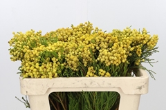 Berzelia Lanuginosa Yellow 50cm