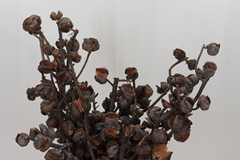 Cape Green Hakea Sericea 45cm