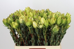 Leucadendron Discolor 60cm